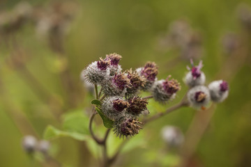 Flowering Great Burdock (Arctium lappa)