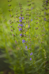 Hyssopus officinalis in a summer herbs garden