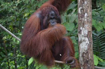 Orang Utan at Semenggoh Nature Reserve - Borneo