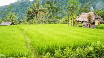 Fototapeta na wymiar Hut between Lush Green of Rice tarrace in Sidemen, Bali, Indonesia