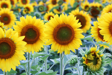 Obraz premium Beautiful nature background with sunflowers. Sunflower field close up in shallow depth of field. Summer background. Agriculture and industry background.