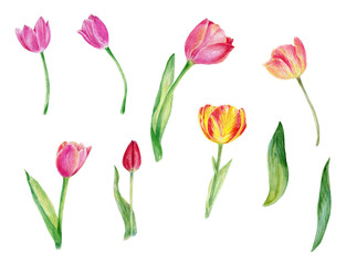 Watercolor tulips, flowers, floral, spring flowers, wedding, birthday, holiday, greeting card, thank you card, bridal shower, hand painted illustration 