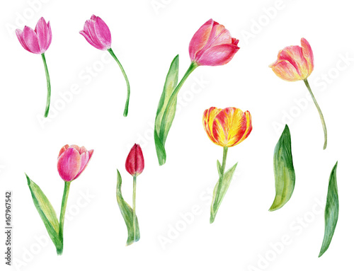 Watercolor tulips, flowers, floral, spring flowers, wedding, birthday, holiday, greeting card, thank you card, bridal shower, hand painted illustration 