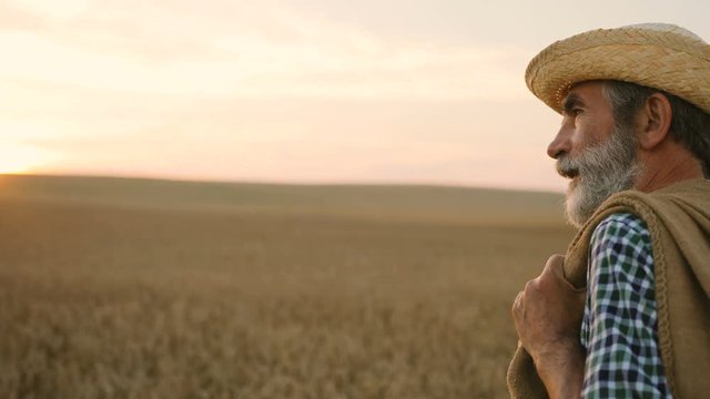 Close up shot of old caucasian farmer walking in the golden wheat field with bag on the back on his farm during the morning sunrise.