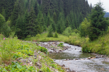 Fototapeta na wymiar Spruce forest in the Ukrainian Carpathians. Sustainable clear ecosystem