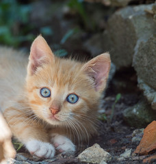 Red-haired kitten with blue eyes.