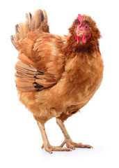 Brown hen isolated.