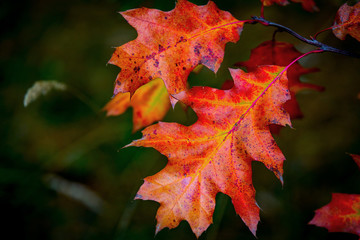 abstract autumn twig