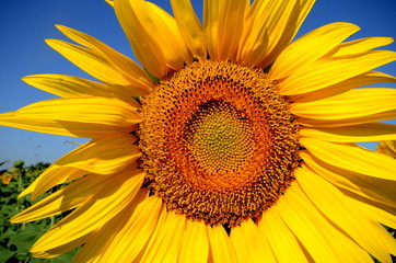 Obraz premium sunflower