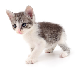 Obraz premium Mały szary kotek.