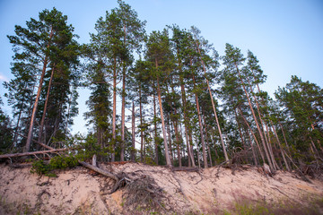Group of tall pine trees on the sea coast