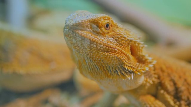 Close up shot of a yellow barded dragon lizard at zoo