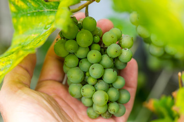 Hand holding grapes, grape harvest