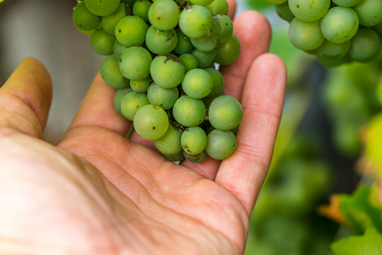 Hand holding grapes, grape harvest