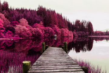 Obrazy na Szkle  Fantasy Purple Trees Loch Ard