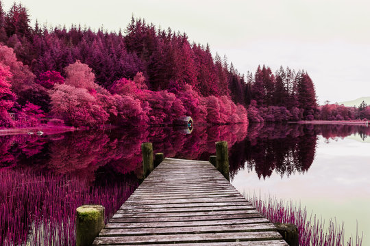 Fantasy Purple Trees Loch Ard