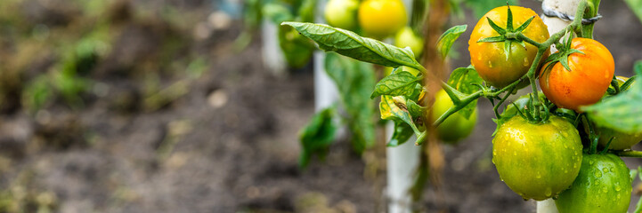 Growing Tomatoes, organic farming panorama