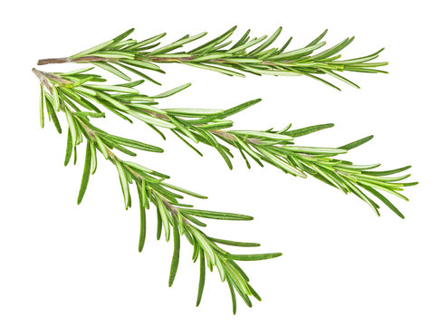 Sprigs of rosemary isolated on a white background