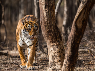 Tigress Noor in dramatic light © Sourabh