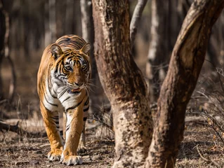Zelfklevend Fotobehang Tigress Noor in dramatic light © Sourabh