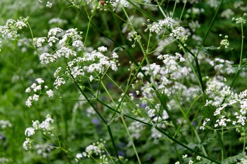 Cow Parsley,  English roadside flowers