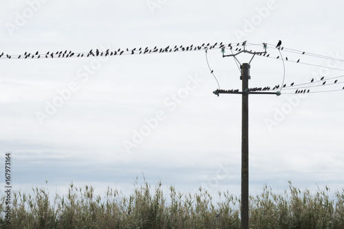 étourneau Oiseau Fil électrique Poteau Silhouette Contre