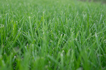 grüner rasen wiese