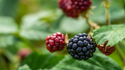 Blackberry