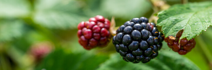 Blackberry