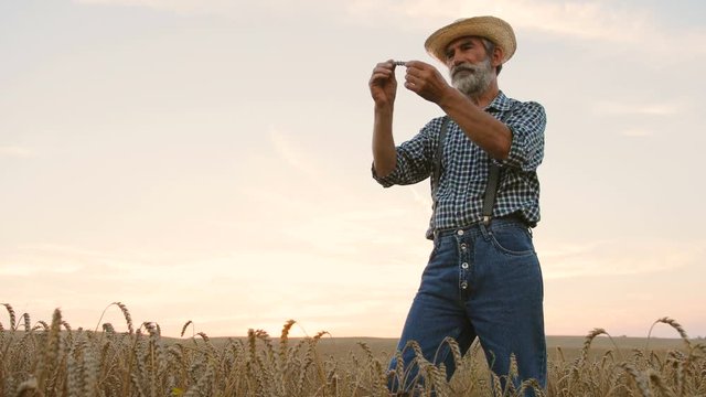 Seniour farmer checking wheat quality in hands at the his farm on the blue sky background. View from the bottom.