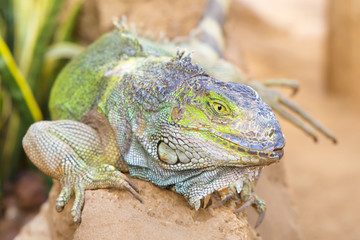 iguana