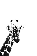 Vector of a giraffe head on white background, Wild Animals. © Alexandru