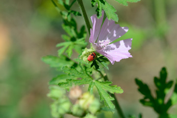 Coccinelle