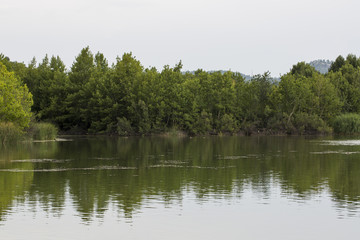 Lake Greenery