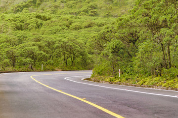 Highway Crossing Forest, Galapagos, Ecuador