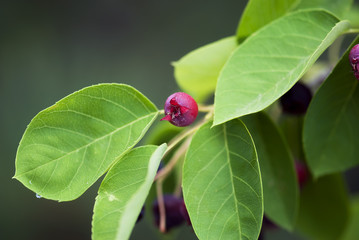 Crabapple and Leaves