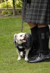 Dog at Scottish wedding