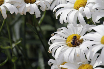 Bee collecting pollen on flower © lensw0rld
