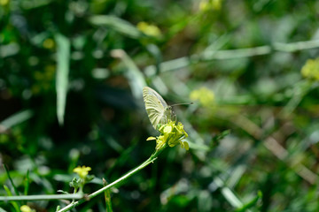 papillon blanc