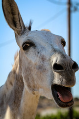 Portrait eines Esel, Maultier, Tier, Natur 