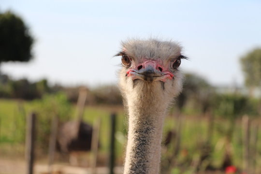 Autruche En Afrique Du Sud