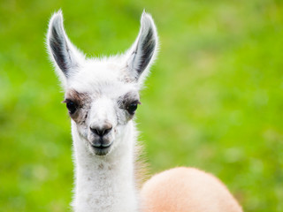 Baby llama portrait. Cute south american mammal. © pyty
