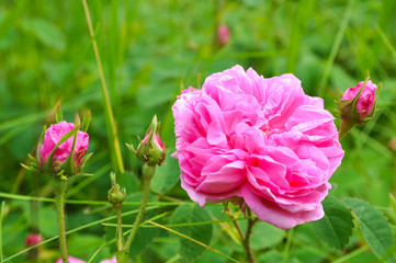 Bloomed Rosebud