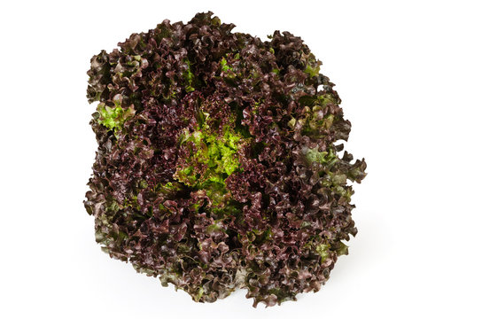 Lollo Rosso lettuce front view on white background. A summer crisp variety of Lactuca sativa. Red loose leaf type salad head with frilly leafs and wavy leaf margin. Macro closeup photo.