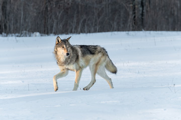 Fototapeta na wymiar Grey Wolf (Canis lupus) Turns to Right in Snow