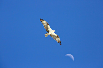 High above the horizon the moon is visible as the osprey flies looking for a fish dinner.