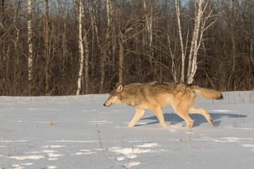 Fototapeta na wymiar Grey Wolf (Canis lupus) Runs Left Through Snow