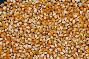 A background of corn kernels filling the frame