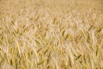 The rye crop on the field