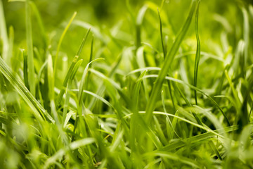 Grass